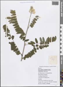 Sarcodum scandens Lour., South Asia, South Asia (Asia outside ex-Soviet states and Mongolia) (ASIA) (Vietnam)
