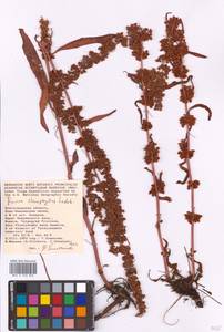 Rumex stenophyllus Ledeb., Eastern Europe, Lower Volga region (E9) (Russia)