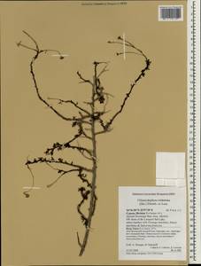 Chlamydophora tridentata (Delile) Ehrenb. ex Less., South Asia, South Asia (Asia outside ex-Soviet states and Mongolia) (ASIA) (Cyprus)