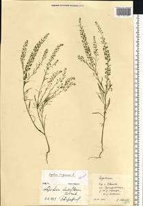 Lepidium virginicum L., Eastern Europe, Central forest region (E5) (Russia)