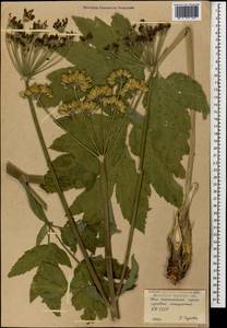 Heracleum asperum (Hoffm.) M. Bieb., Caucasus, South Ossetia (K4b) (South Ossetia)