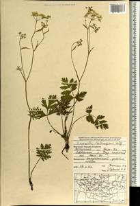 Pimpinella thellungiana H. Wolff, Mongolia (MONG) (Mongolia)