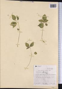 Circaea alpina L., America (AMER) (Canada)