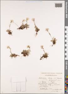 Antennaria caucasica Boriss., Caucasus, Dagestan (K2) (Russia)