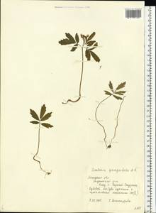 Cardamine quinquefolia (M.Bieb.) Schmalh., Eastern Europe, Central forest-and-steppe region (E6) (Russia)