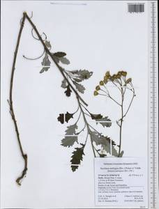 Jacobaea ambigua (Biv.) Pelser & Veldkamp, Western Europe (EUR) (Italy)