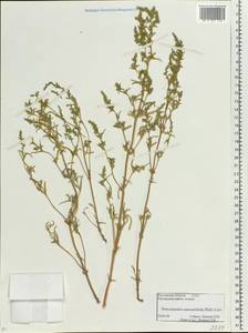 Petrosimonia oppositifolia (Pall.) Litv., Eastern Europe, Rostov Oblast (E12a) (Russia)