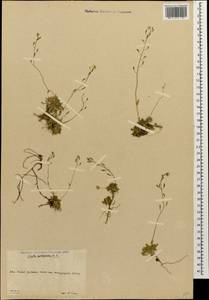 Draba siliquosa M.Bieb., Caucasus, South Ossetia (K4b) (South Ossetia)