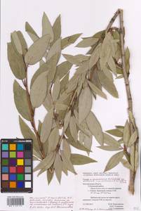 Populus ×moscoviensis Schröd., Eastern Europe, Central forest-and-steppe region (E6) (Russia)