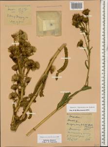 Jacobaea racemosa subsp. racemosa, Caucasus, Armenia (K5) (Armenia)