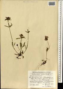Pedicularis verticillata L., Mongolia (MONG) (Mongolia)