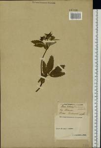 Comarum palustre L., Eastern Europe, Volga-Kama region (E7) (Russia)