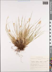 Festuca sibirica Hack. ex Boiss., Siberia, Altai & Sayany Mountains (S2) (Russia)