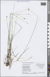 Carex pauciflora Lightf., Eastern Europe, Central region (E4) (Russia)