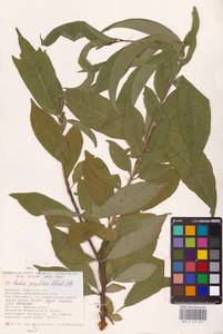 Prunus serotina Ehrh., Eastern Europe, South Ukrainian region (E12) (Ukraine)