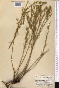 Artemisia marschalliana Spreng., Middle Asia, Northern & Central Kazakhstan (M10) (Kazakhstan)