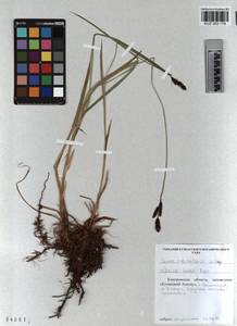 KUZ 003 179, Carex orbicularis Boott, Siberia, Altai & Sayany Mountains (S2) (Russia)