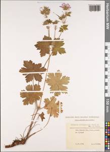 Geranium platypetalum Fisch. & C.A. Mey., Caucasus, Stavropol Krai, Karachay-Cherkessia & Kabardino-Balkaria (K1b) (Russia)