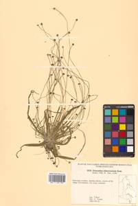 Eriocaulon chinorossicum Kom., Siberia, Russian Far East (S6) (Russia)