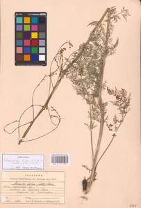 Elaeosticta lutea (Hoffm.) Kljuykov, Pimenov & Tikhom., Eastern Europe, North Ukrainian region (E11) (Ukraine)