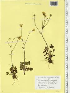 Ranunculus oxyspermus Willd., Eastern Europe, Lower Volga region (E9) (Russia)