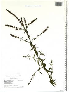 Mentha spicata L., Crimea (KRYM) (Russia)