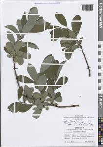 Salix cinerea L., Eastern Europe, Middle Volga region (E8) (Russia)
