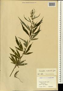 Cannabis sativa var. ruderalis (Janisch.) S. Z. Liou, Caucasus, Stavropol Krai, Karachay-Cherkessia & Kabardino-Balkaria (K1b) (Russia)