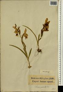 Gladiolus alatus L., Africa (AFR) (South Africa)
