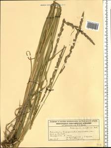 Beckmannia eruciformis (L.) Host, Eastern Europe, Volga-Kama region (E7) (Russia)