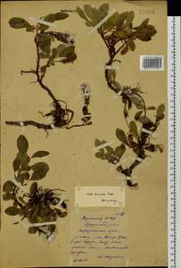 Salix sphenophylla A. K. Skvortsov, Siberia, Yakutia (S5) (Russia)