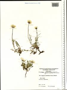 Erigeron silenifolius (Turcz. ex DC.) Botsch., Siberia, Central Siberia (S3) (Russia)