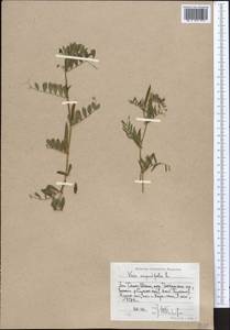 Vicia sativa subsp. nigra (L.)Ehrh., Middle Asia, Western Tian Shan & Karatau (M3) (Uzbekistan)