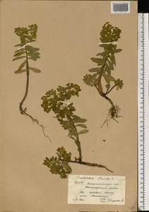 Euphorbia stricta L., Eastern Europe, West Ukrainian region (E13) (Ukraine)