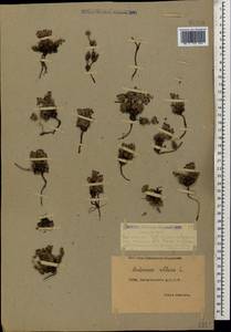 Androsace villosa L., Caucasus, Dagestan (K2) (Russia)