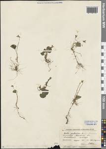 Viola palustris L., Eastern Europe, Moscow region (E4a) (Russia)