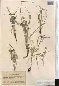 Scorzonera sericeolanata (Bunge) Krasch. & Lipsch., Middle Asia, Syr-Darian deserts & Kyzylkum (M7) (Uzbekistan)