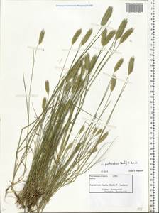 Agropyron cristatum (L.) Gaertn., Eastern Europe, Rostov Oblast (E12a) (Russia)