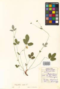 Potentilla nivea L., Siberia, Russian Far East (S6) (Russia)