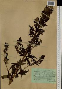 Aconitum kusnezoffii Rchb., Siberia, Russian Far East (S6) (Russia)