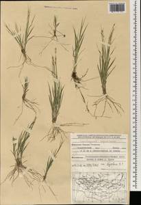 Cleistogenes squarrosa (Trin.) Keng, Mongolia (MONG) (Mongolia)