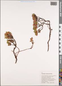 Vaccinium uliginosum subsp. vulcanorum (Kom.) Alsos & Elven, Siberia, Russian Far East (S6) (Russia)