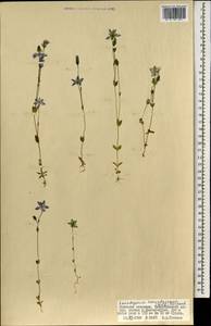 Lomatogonium carinthiacum (Wulfen) Reichenb., Mongolia (MONG) (Mongolia)