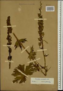 Aconitum orientale Mill., Caucasus (no precise locality) (K0)