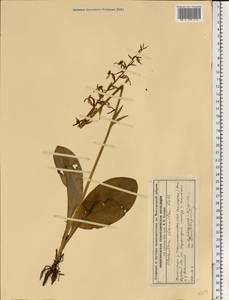 Platanthera chlorantha (Custer) Rchb., Eastern Europe, Volga-Kama region (E7) (Russia)