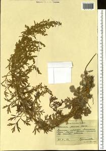Artemisia pannosa Krasch., Siberia, Russian Far East (S6) (Russia)