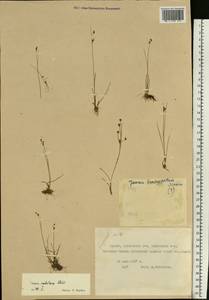 Juncus alpinoarticulatus subsp. rariflorus (Hartm.) Holub, Siberia, Yakutia (S5) (Russia)