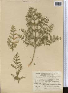 Prangos pabularia subsp. pabularia, Middle Asia, Pamir & Pamiro-Alai (M2) (Tajikistan)