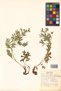 Sibbaldianthe bifurca (L.) Kurtto & T. Erikss., Siberia, Russian Far East (S6) (Russia)