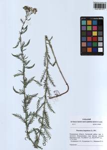 Achillea impatiens L., Siberia, Altai & Sayany Mountains (S2) (Russia)